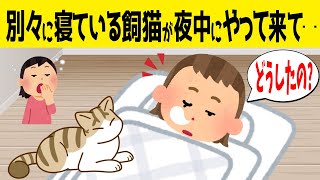 【2chほのぼの】いつも別々に寝ている猫が夜中にやって来た訳が可愛すぎるwww