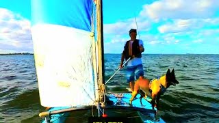 Sailor Dog😀#short #sailing #adventure