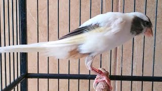 27++ Burung opior jambul jantan dan betina terupdate