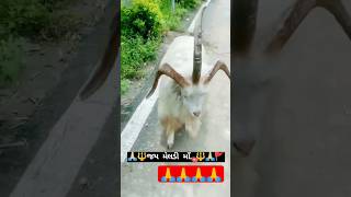 Cute Goat Video #viral #got #shorts #animal