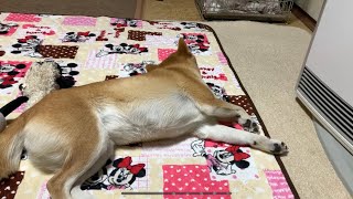 ストーブ前で熟睡している柴犬にご飯って言ったら　shiba inu