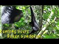 Suara siamang.