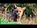 Stories of the Mediterranean Forest | Episode 6: Spring Tales | Free Documentary Nature