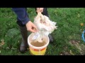How to Scald a Chicken prior to plucking How to Scald a Chicken prior to plucking
