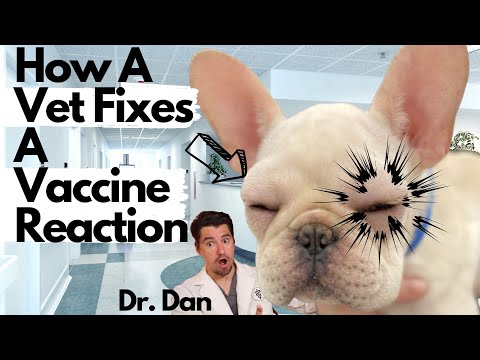 Can Bordetella make dogs tired?