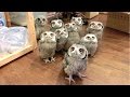 Owl - A Funny Owls And Cute Owls Compilation || New