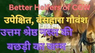 उपेक्षित/बेसहारा गाय भी बनेगी उपयोगी, उत्तम नस्ल की बछड़ी लेगी जन्म/ Better Heifers from Stray cows