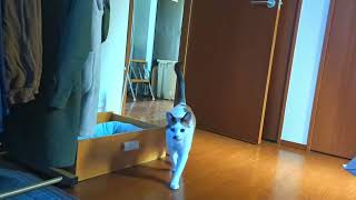 【犬】呼ぶとくる猫