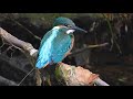 カワセミの子供４k　kingfisher chick 4k 身近な生き物語