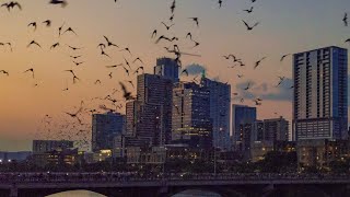 Things to See in Austin: The Congress Avenue “Bat Bridge”