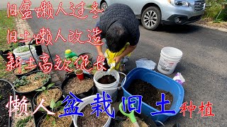 【渔耕笔记】懒人高效 盆栽旧土再种植的二个方法