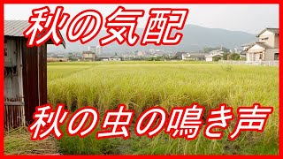 秋の虫の鳴き声/秋の気配