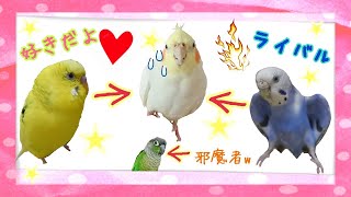 違う意味でオカメインコが気になるセキセイインコたち。少しだけよもちゃん。　ウロコインコ　Budgerigar　Cockatiel Green-cheeked parakeet