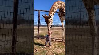 Kipekee Rarest Giraffe in the world #giraffe #zoo #rare #Amazon #bitcoin