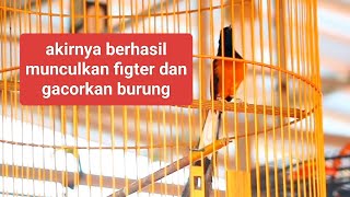 terbukti gacor dan figter dengan cara ini