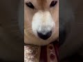 柴犬福 直角肉球が姉にバレた柴犬 u0026可愛い音頭🤣sister vs shiba🤣 姉と柴 shorts funnydog dogshorts funny shiba 柴犬 시바견