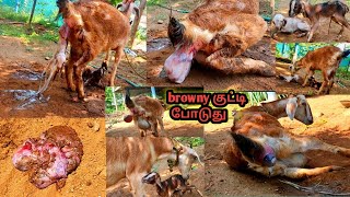 ❤️நம் வீட்டு ஆடு 🐐குட்டி போடுவதை பாருங்கள்  நேரடிகட்ச்சி browny👀 again become mother 🤩