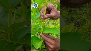 Unique Guava Grafting Technique  | পেয়ারা গাছে কলম করার পদ্ধতি | grafting plants #grafting #shorts