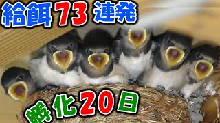 【ツバメ】雛への餌やり73連発　孵化20日　＋侵入者バトル　＋親の移動　[2021/05/18]　swallow chicks eat food