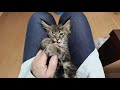 膝の上が楽しそう！メインクーンの子猫の蘭丸君！