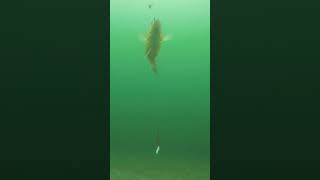 Underwater shooting of Perch #fish #fishing