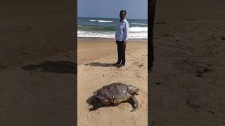 Interesting Facts About Sea Turtle-இது உங்களுக்கு தெரியுமா?-கடல் ஆமை  #shortsfeed #shorts