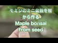 もみじ🍁の種を拾って保管します。how to collect and store the seeds of maple