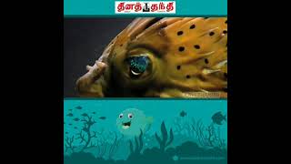 கடல் பேத்தை மீன் 🐟