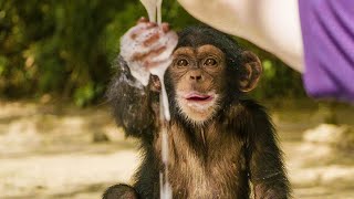 Baby Chimpanzees Playing With Bubbles | Baby Chimp Rescue | BBC Earth Kids