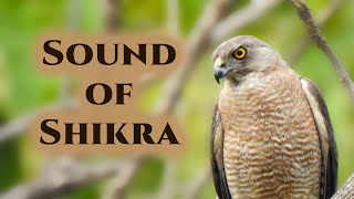 Shikra sound and call - A common raptor in urban and rural India @IndianBirdVideos