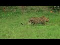 Hungry Leopard Approaches Warthog Den