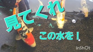 ど素人やけど、この水槽どう？これでOK？#錦鯉 #koi #アクアリウム #koifish #癒し #養鯉場