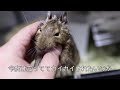 デグー degu ！完全に自分が可愛いと自覚しているふりかけ