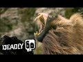 Baboon's Terrifying Teeth! | Deadly 60 | BBC Earth Kids