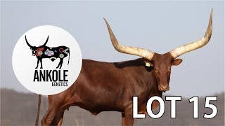 ANKOLE SPECIAL LOT 15