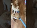 Puppy party