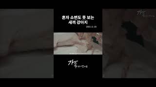 혼자 소변도 못 보는 새끼 강아지 #shorts