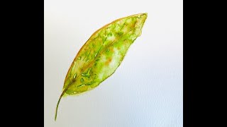 Paint leaves with Diann Zimmerman, Ksenia Annis, and Lenard Lai from Watercolor-Beginners and Beyond