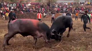 SEMI  2 - कोथेरी ( राजा ) vs तुर्भे ( रावण )🔥 भोगाव रेडा झुंज 🌪️ BHOGAON REDA ZUNJ 💥