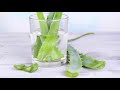 7 things you should know about aloe water activebeat