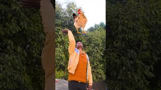 जय जय बजरंगबली || #shorts #bajrangbali #hanuman #bhakti #viralvideo #trending