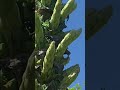 The Sapphire Tower (Puya berteroniana) - The Worlds Most Amazing Plants