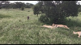 Warthog runs right into a pride of lions