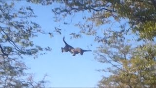 Flying Leopard Catches Squirrel Mid-air
