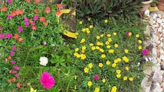 MOSEROSE/Portulaca /9to5 O'Clock ଖରା ବର୍ଷା ସବୁବେଳେ ଫୁଟୁଥାଏ. All about Moserose.