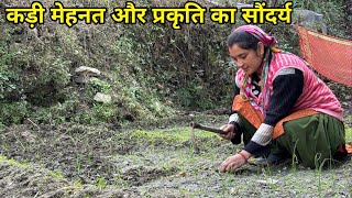 पहाड़ी खेतों में कड़ी मेहनत और प्राकृतिक सौंदर्य का संगम | Village Life in Uttarakhand |