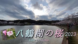 【家康も愛でた】千葉東金八鶴湖の桜🌸2023