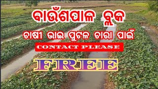 ବାଉଁଶପାଳ ବ୍ଲକ ଚାଷୀ ଭାଇଙ୍କ ପାଇଁ ପୁଟଳ ଚାରା FREE CONTACT କରନ୍ତୁ. #କେନ୍ଦୁଝର #Odisha