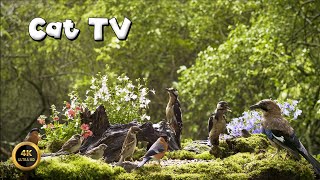 Cat TV 🐈 BIRDIES BUDDIES IN GREEN PARADISE 🪶14 hours (4K)