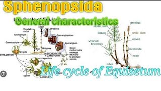 sphenopsida @arthrophytes#equisitum#horse tail plant@Khanacadomy